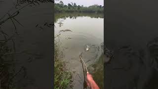 Fishing in jungle।#fishing #reels #fishinglife #reelsvideo #river #viralreelsシ #village #reels