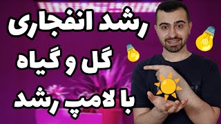 رشد انفجاری گیاه با لامپ رشد💡| بدون نور گیاه نگهدار🤯