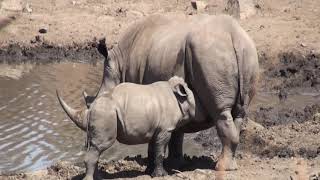 White rhino mother suckling her calf, but is her baby's growing horn a pain in the mammaries?