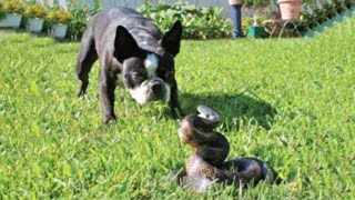 Pitbull Dog vs Snake Real Fight // Pitbull Dog Kills Snake