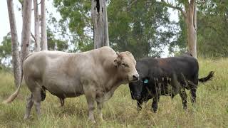 Preventing costly cattle disease to boost fertility rates