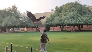 Birds Show @ Al Ain Zoo