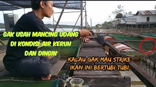 MANCING UDANG GALAH AIR KERUH DAN DINGIN, STRIKE BERTUBI TUBI