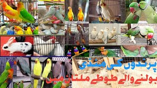 Birds Market Multan Sunday Video|| latest update Birds market multan|| Unique Vlog💕💕