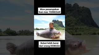 Mancing ikan mas terbesar sejagat