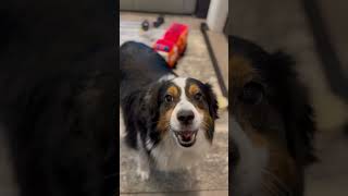 Busy saving mom from the blender this morning. #miniaustralianshepherd #fyp #cute