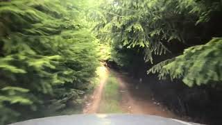 Driving through a Forest on a 4WD Track