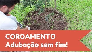 Como adubar frutífera com técnica de Coroamento