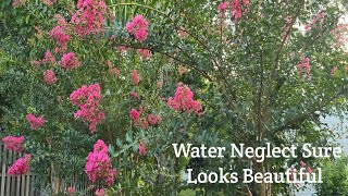 Water Neglect Sure Looks Beautiful 🌺🍃