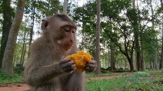 A hungry little Hybrid monkey Rex enjoying eating fruit 🐒