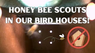 Honey Bee Scouts in Our Bird Houses!