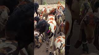 #totapurigoat #mewatibakra #trending #viralvideo  #sojatgoatfarm #sirohibakri