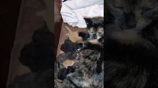 NEWBORN KITTENS 48 HOURS OLD #shorts  #KITTENS #cutecat