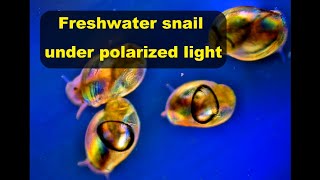 Freshwater snail under polarized light