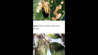 Elm Leaf Beetle Damage on Siberian Elm