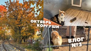 Корги и главная новость октября (спойлер: лечу в город мечты)