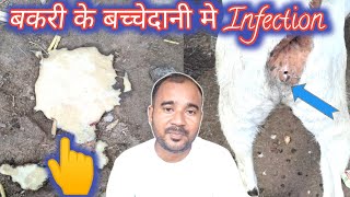 Bakri Ki Bachedani Me Infection Hai Kaise Pahchane |Vimalumrao