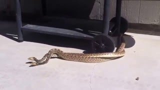 Two bull snakes getting with it.