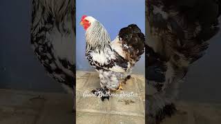 Giant Brahma Rooster|#Shorts