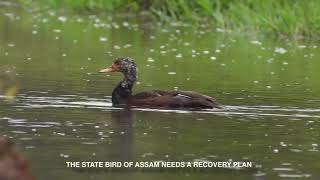 Deo Hanh- The Divine Duck