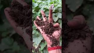 गोबर की खाद के फायदे #compost #wintergarden #plants #flowers #youtube