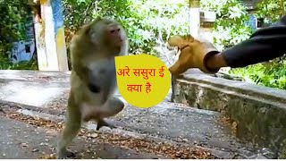 animal funny moments #shorts  part#3