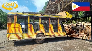 Tiger Feeding Safari at Zoobic: 360 VR Jeepney Adventure | insta360 X4