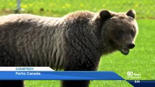 Hungry bear hanging around Banff