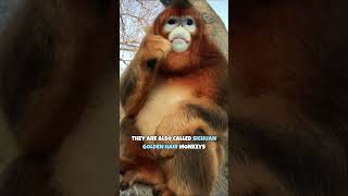 Golden Snub-Nosed Monkey | The Cutest Monkey Ever #shorts