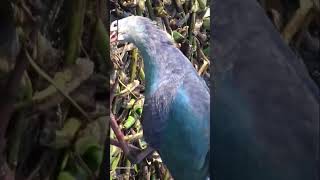 Purple Swamphen Bird❤ #waterhen #hen #birds #shortsfeed #beautiful #beauty #watch #look #birding #yt