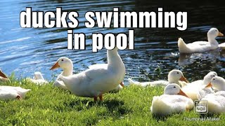 how to start duck farming | duck farming video | duck swimming in pool |