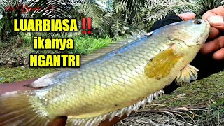 ASTAGA!!! Ikanya pada gak sabar nunggu umpan Mancing jatuh || Mancing betok monster