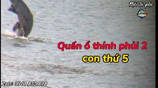 Câu lục. Thính phủi 2 quấn ổ trắm đen, giật phê hết người. Fishing