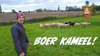 Boer Kameel doet wat met de schapen!?!? TFG vlog #2