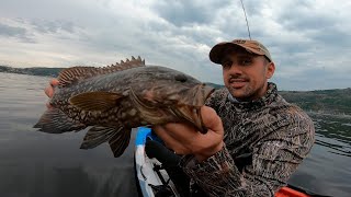 NATUREZA X PEIXES * COMBINAÇÃO PERFEITA - JURUJUBA - NITERÓI RIO DE JANEIRO