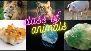 "CLASS OF ANIMLAS" | SHORT FILM (2021) | BY: ANN LIBERTY