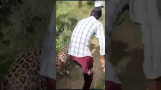 Pls don't treat animals like this. A leopard accidentally drank some wine while hunting in d Village