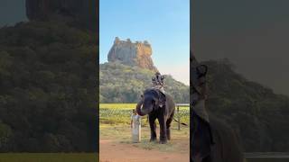 Majestic preshoot🐘💍| |Like & Subscribe #elephant #preshoot #like #subscribe #tuskology