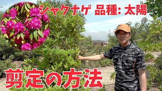 【シャクナゲ】シャクナゲ「太陽」の春の剪定【赤塚植物園農場だより】