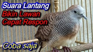 Perkutut Lokal Suara Lantang Memanggil Lawan