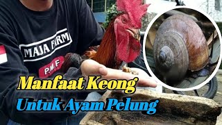 CARA PEMBERIAN & MANFAAT KEONG UNTUK AYAM PELUNG