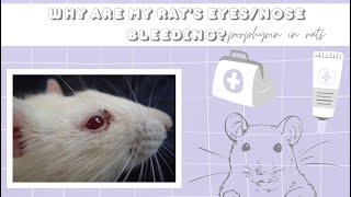 Why is my rats nose/eyes bleeding? | Porphyrin in pet rats