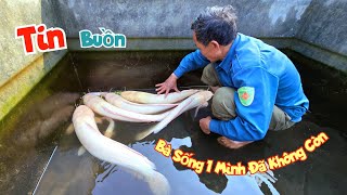 Thay Nước Bể Cá Trê Đột Biến Và Nhận Tin Buồn - Bà Sống Một Mình Đã Không Còn / Quế Nghịch