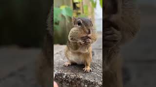 A Squirrel Vomiting #viral #youtubeshort #shortsfeed #trending #animal #squirrel    #short #shorts