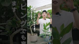 【基本に忠実に】ベンガレンシスの育て方はこれを守って！#観葉植物 #観葉植物のある暮らし