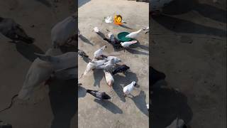 🕊️🙋 kabutar timtimate subscribe #kabutar #trending #ytshorts #shorts #video #kabootar #pigeon