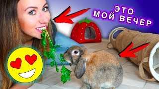 МОЙ ВЕЧЕР с Кроликом ТОННЕЛЬ В ДОМЕ КРОЛИКА ИГРАЕМ | Elli Di Pets