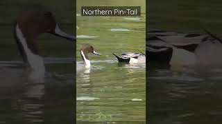 Northern Pin-Tail feeding | #bird #birdfeeding #nature #birdspotting #indianwildlife #indianbirds