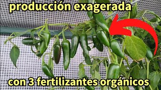 como cuidar planta de chiles y fertilizante organico 3 por 2 meses