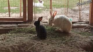 Baby Rabbit and His Mom - YOUNG LIFE